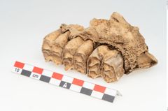 Foto von Tierkiefer (NHMW-PRAE-049384)